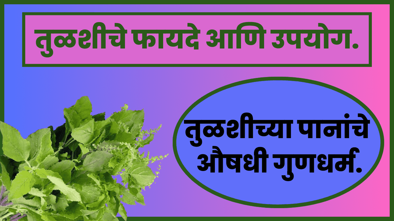 benefits of tulsi leaves